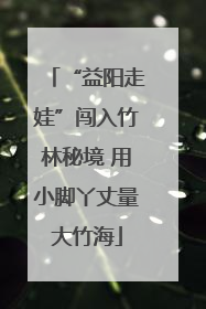 “益阳走娃”闯入竹林秘境 用小脚丫丈量大竹海