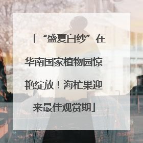 “盛夏白纱”在华南国家植物园惊艳绽放！海杧果迎来最佳观赏期