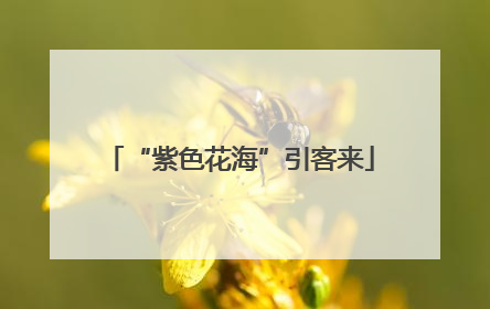 “紫色花海”引客来