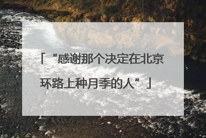 “感谢那个决定在北京环路上种月季的人”