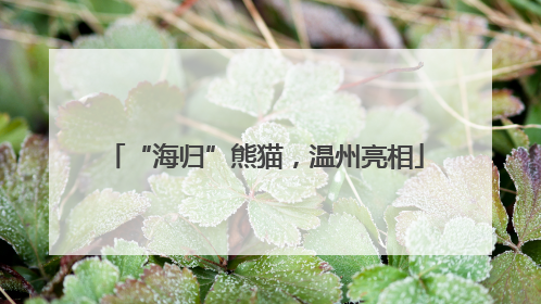 “海归”熊猫，温州亮相