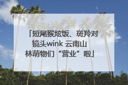 短尾猴炫饭、斑羚对镜头wink 云南山林萌物们“营业”啦