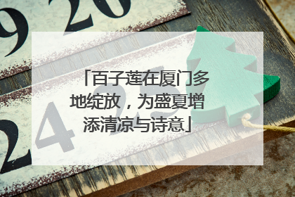 百子莲在厦门多地绽放，为盛夏增添清凉与诗意