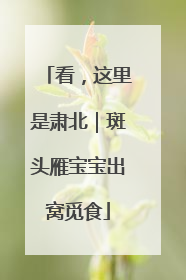 看，这里是肃北｜斑头雁宝宝出窝觅食