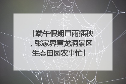 端午假期冒雨插秧，张家界黄龙洞景区生态田园农事忙