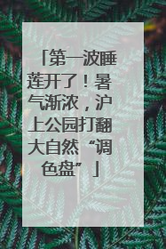 第一波睡莲开了！暑气渐浓，沪上公园打翻大自然“调色盘”