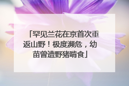 罕见兰花在京首次重返山野！极度濒危，幼苗曾遭野猪啃食