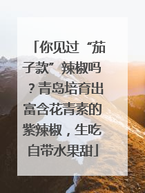 你见过“茄子款”辣椒吗？青岛培育出富含花青素的紫辣椒，生吃自带水果甜
