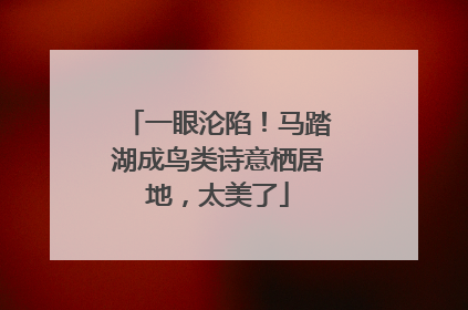 一眼沦陷！马踏湖成鸟类诗意栖居地，太美了