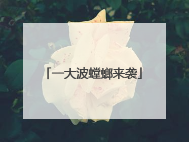一大波螳螂来袭