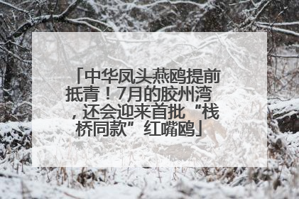 中华凤头燕鸥提前抵青！7月的胶州湾，还会迎来首批“栈桥同款”红嘴鸥