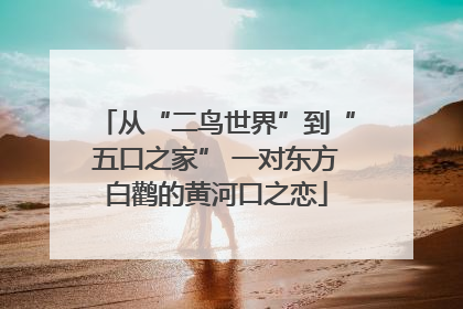 从“二鸟世界”到“五口之家” 一对东方白鹳的黄河口之恋