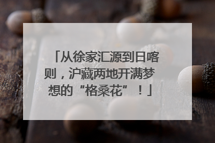 从徐家汇源到日喀则，沪藏两地开满梦想的“格桑花”！