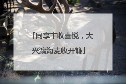 同享丰收喜悦，大兴瀛海麦收开镰