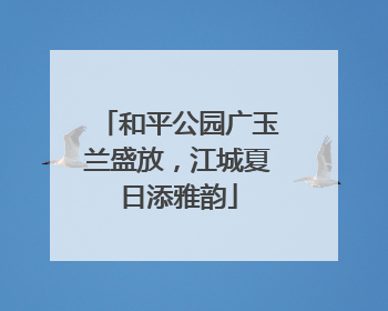 和平公园广玉兰盛放，江城夏日添雅韵