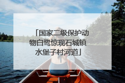 国家二级保护动物白鹭惊现石城镇水堡子村河道