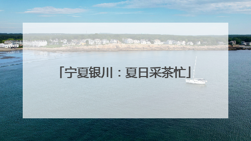 宁夏银川：夏日采茶忙