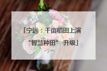 宁远：千亩稻田上演 “智慧种田” 升级