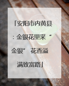 安阳市内黄县：金银花里采“金银” 花香溢满致富路