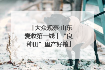 大众观察·山东麦收第一线丨“良种田”里产好粮