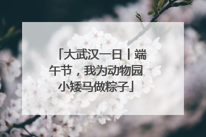 大武汉一日丨端午节，我为动物园小矮马做粽子