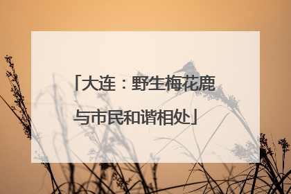 大连：野生梅花鹿与市民和谐相处