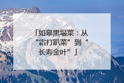 如皋黑塌菜：从“霜打趴菜”到“长寿金叶”