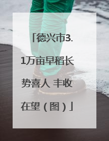 德兴市3.1万亩早稻长势喜人 丰收在望（图）