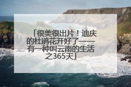 很美很出片！迪庆的杜鹃花开好了——有一种叫云南的生活之365天