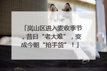 岚山区进入麦收季节，昔日“老大难”，变成今朝“抢手货”！