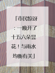 市民惊讶：一晚开了十五六朵昙花！与雨水均衡有关