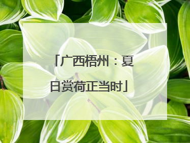 广西梧州：夏日赏荷正当时