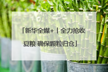 新华全媒+丨全力抢收夏粮 确保颗粒归仓