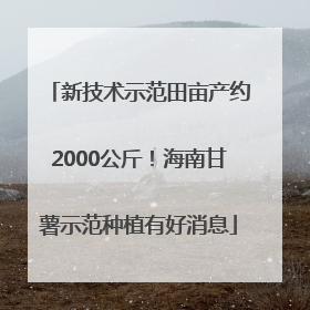 新技术示范田亩产约2000公斤！海南甘薯示范种植有好消息
