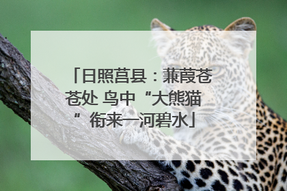 日照莒县：蒹葭苍苍处 鸟中“大熊猫”衔来一河碧水
