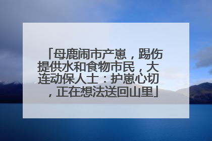 母鹿闹市产崽，踢伤提供水和食物市民，大连动保人士：护崽心切，正在想法送回山里