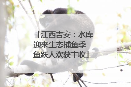 江西吉安：水库迎来生态捕鱼季 鱼跃人欢获丰收