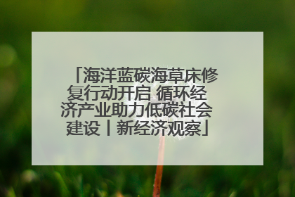 海洋蓝碳海草床修复行动开启 循环经济产业助力低碳社会建设丨新经济观察