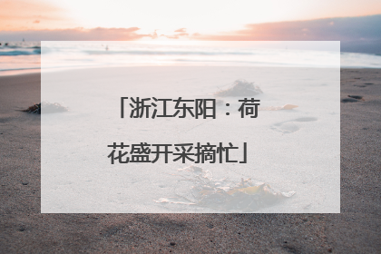 浙江东阳：荷花盛开采摘忙