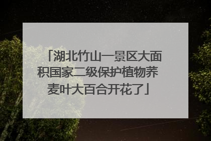 湖北竹山一景区大面积国家二级保护植物荞麦叶大百合开花了