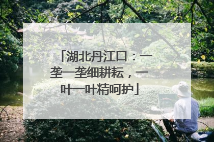 湖北丹江口：一垄一垄细耕耘，一叶一叶精呵护