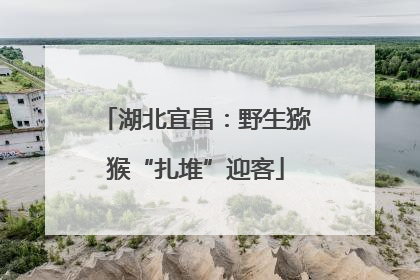 湖北宜昌：野生猕猴“扎堆”迎客