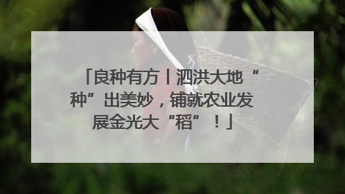 良种有方丨泗洪大地“种”出美妙，铺就农业发展金光大“稻”！