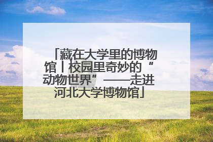 藏在大学里的博物馆丨校园里奇妙的“动物世界”——走进河北大学博物馆