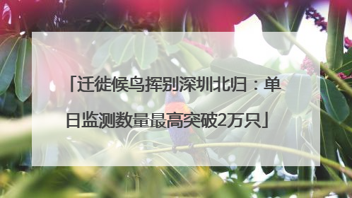 迁徙候鸟挥别深圳北归：单日监测数量最高突破2万只