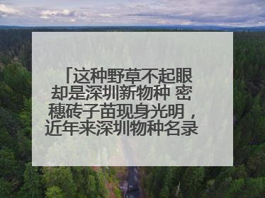 这种野草不起眼 却是深圳新物种 密穗砖子苗现身光明，近年来深圳物种名录不断刷新