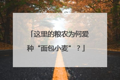 这里的粮农为何爱种“面包小麦”？