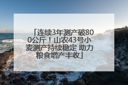 连续3年测产破800公斤！山农43号小麦测产持续稳定 助力粮食增产丰收