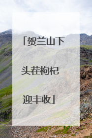 贺兰山下 头茬枸杞迎丰收