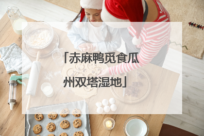 赤麻鸭觅食瓜州双塔湿地